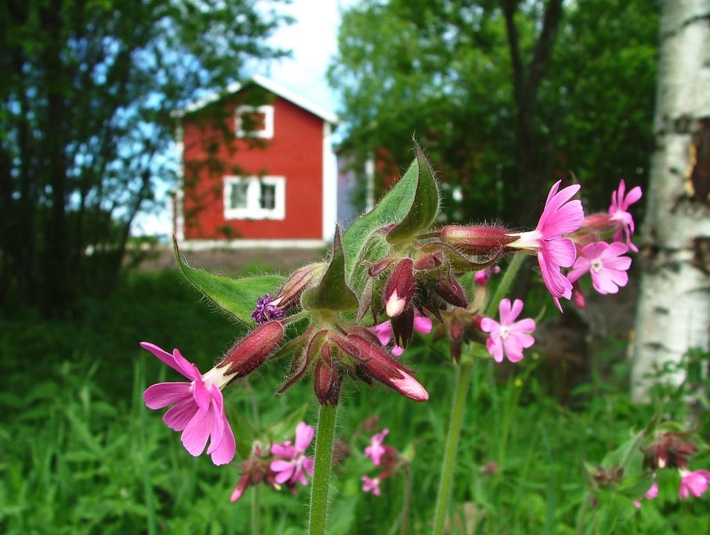Wanha Pappila Cottages Simoniemi Kültér fotó