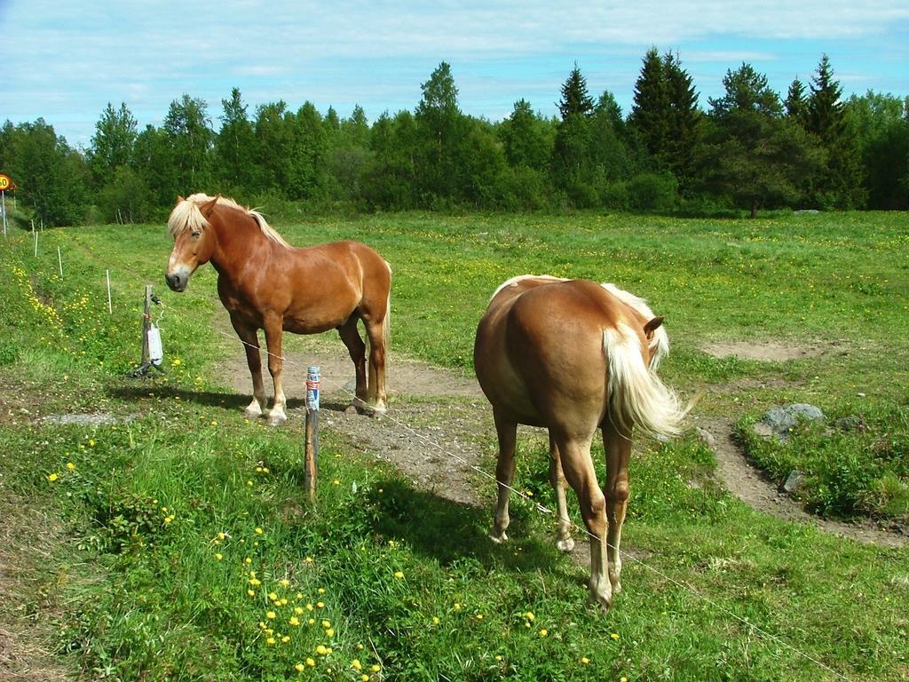 Wanha Pappila Cottages Simoniemi Kültér fotó